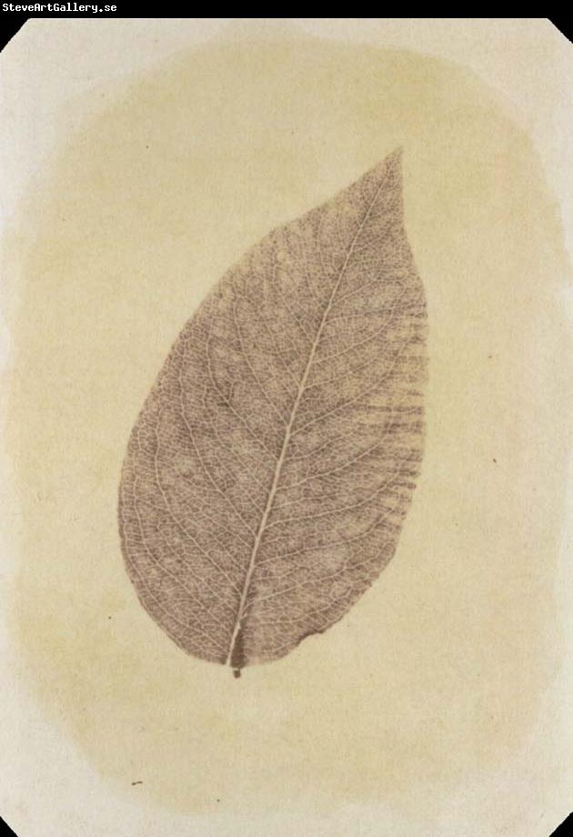 Willim Henry Fox Talbot Leaf with Its Stem Removed